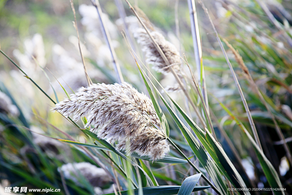 芦苇草丛飞絮图片