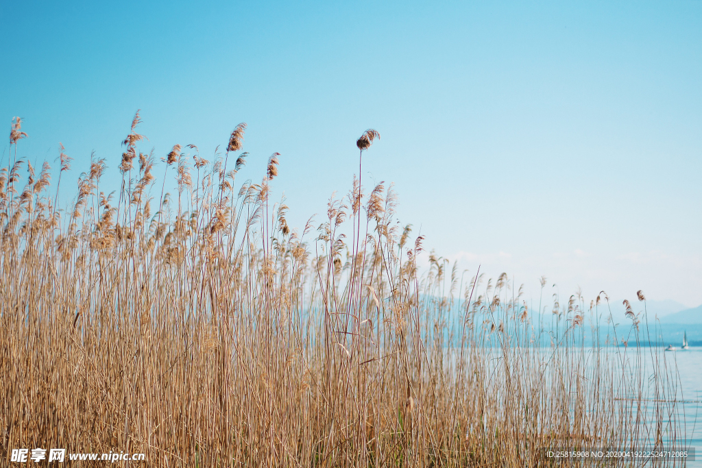 芦苇草丛飞絮图片