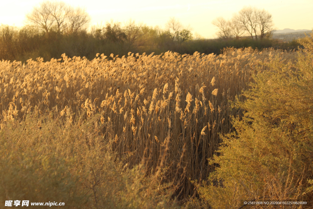 芦苇草丛飞絮图片