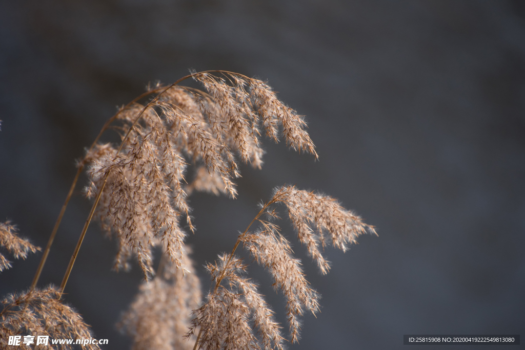芦苇草丛飞絮图片