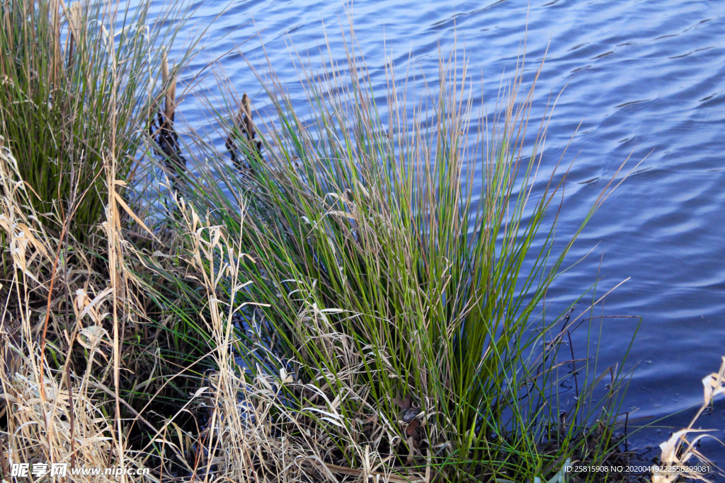 芦苇草丛飞絮图片