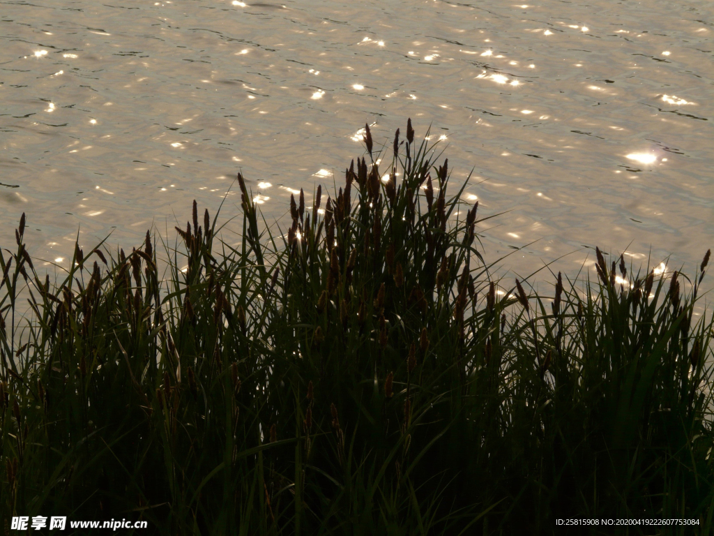 芦苇草丛飞絮图片