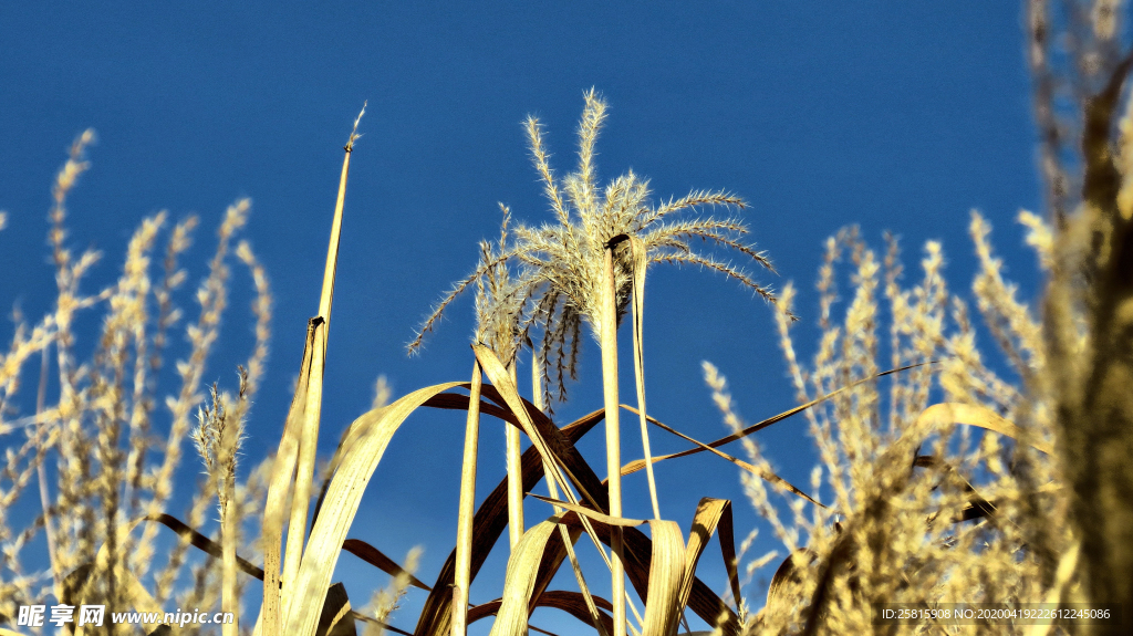 芦苇草丛飞絮图片