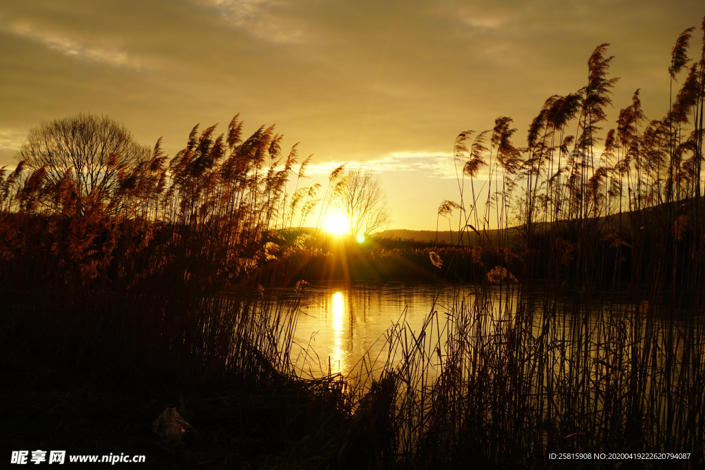 芦苇草丛飞絮图片