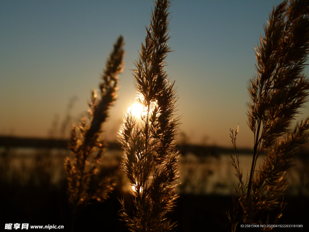 芦苇草丛飞絮图片