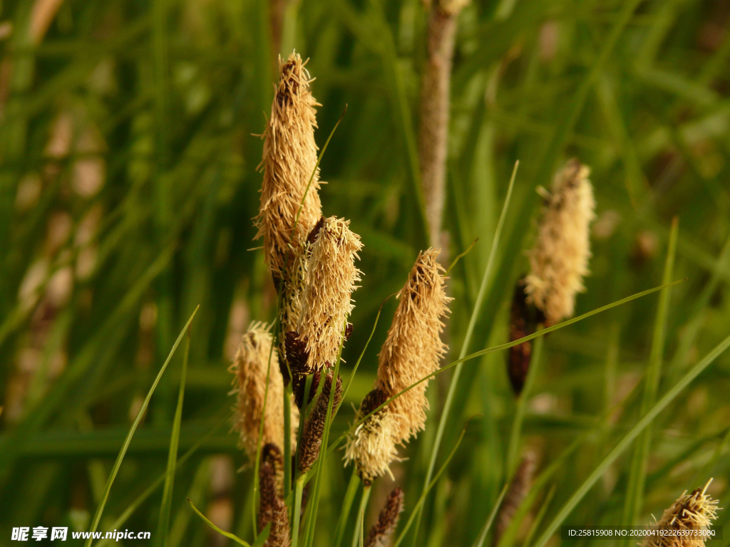 芦苇草丛飞絮图片
