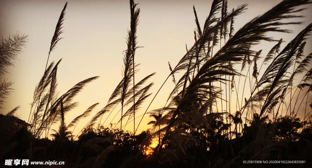 芦苇草丛飞絮图片