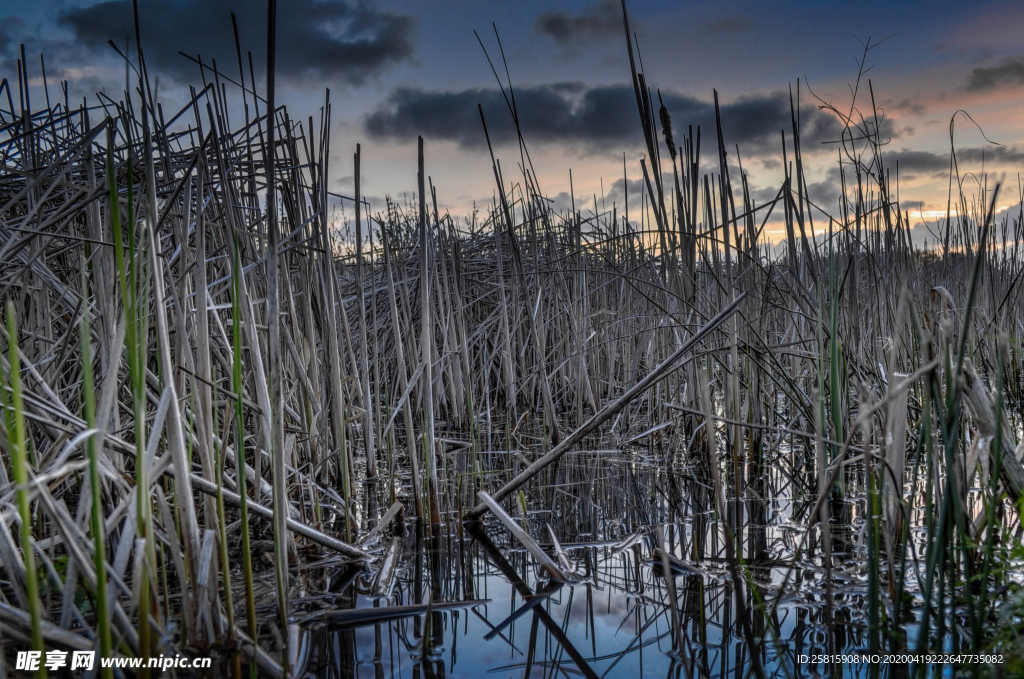芦苇草丛飞絮图片
