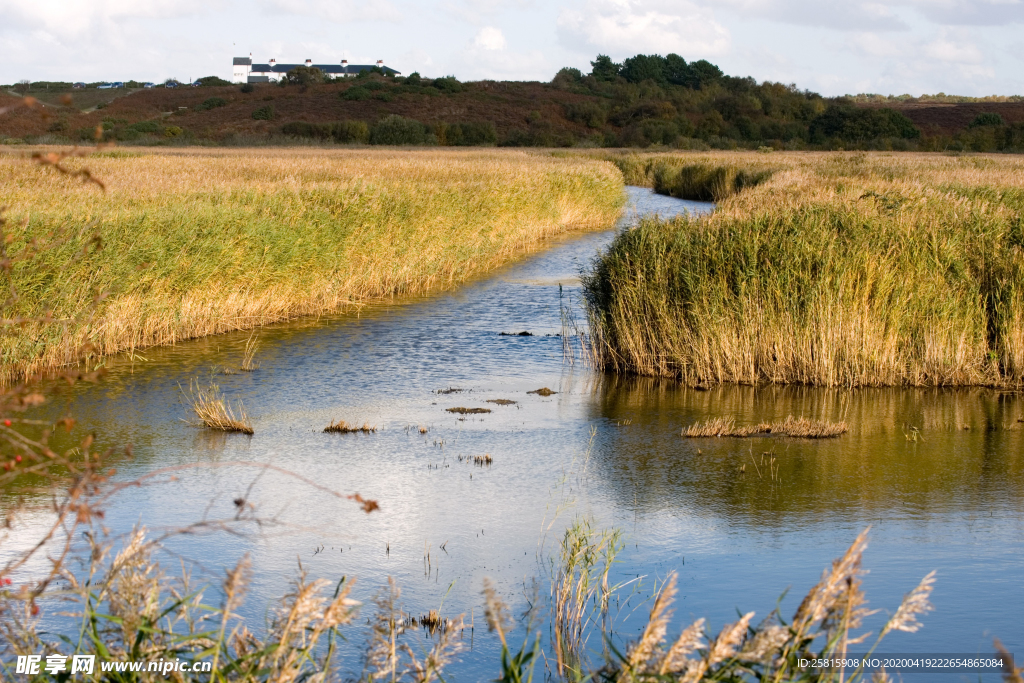芦苇草丛飞絮图片