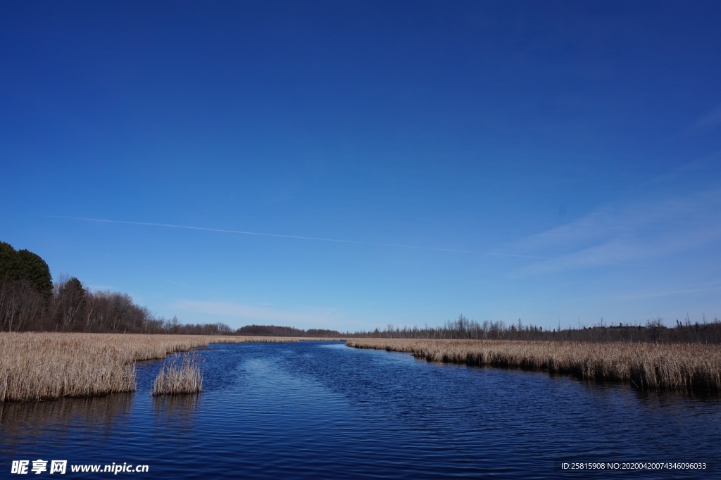 芦苇草丛飞絮图片