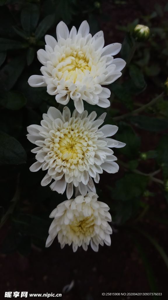 大丽花美丽图片