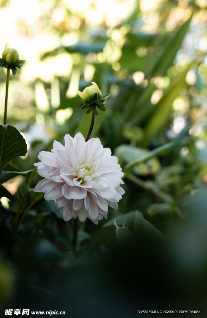 大丽花美丽图片
