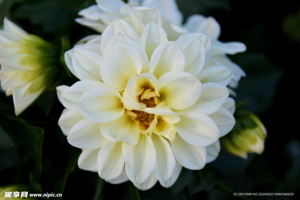 大丽花美丽图片