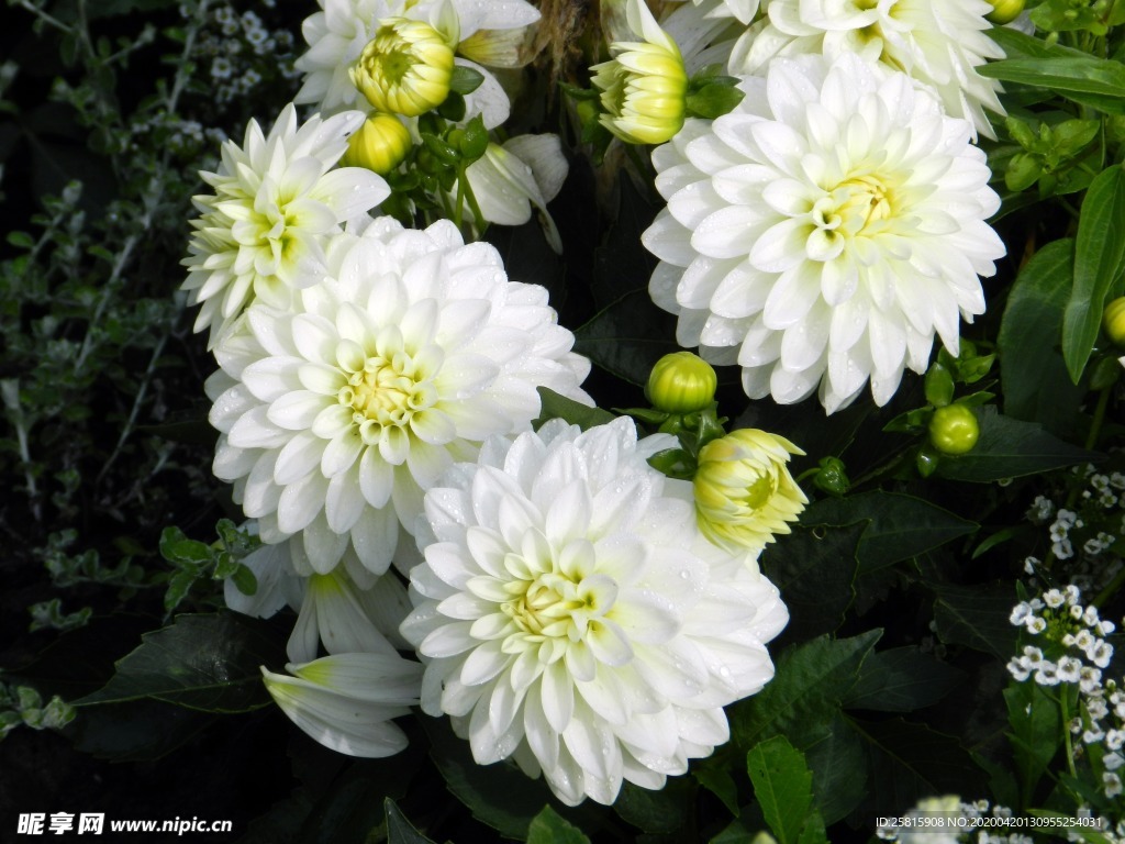 大丽花美丽图片