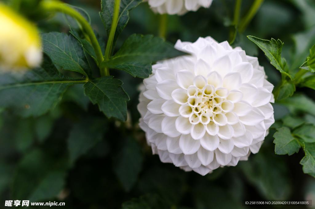 大丽花美丽图片