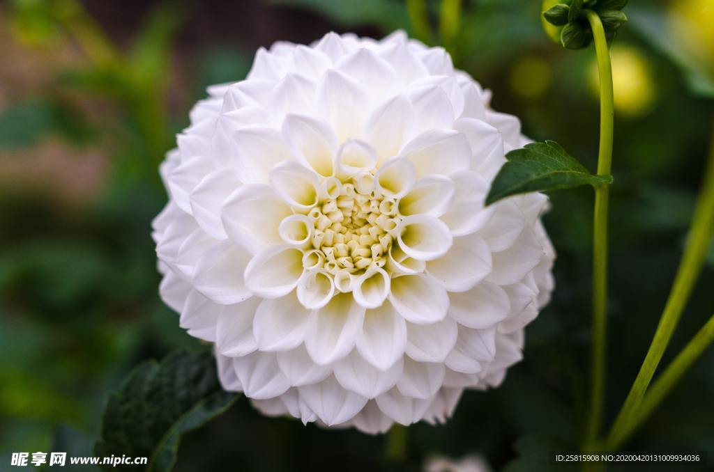 大丽花美丽图片