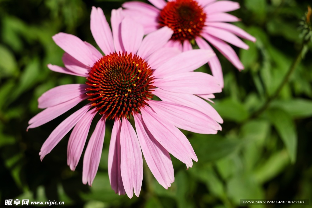 松果菊美丽图片