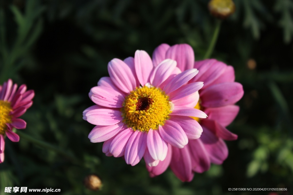 松果菊美丽图片