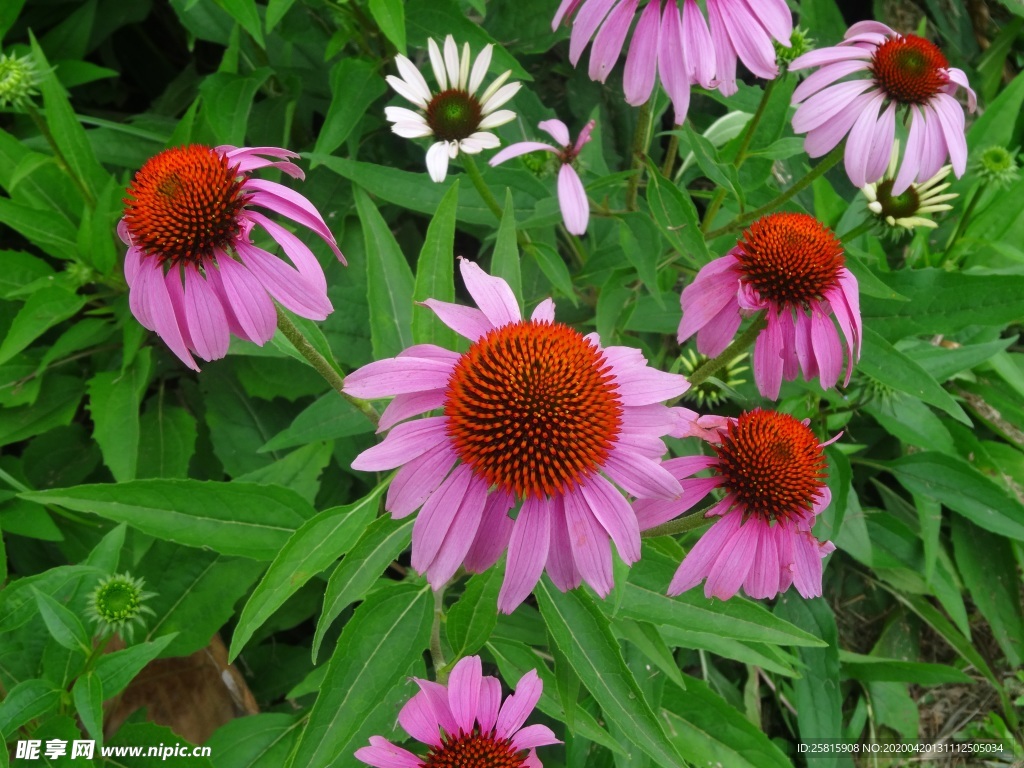 松果菊美丽图片