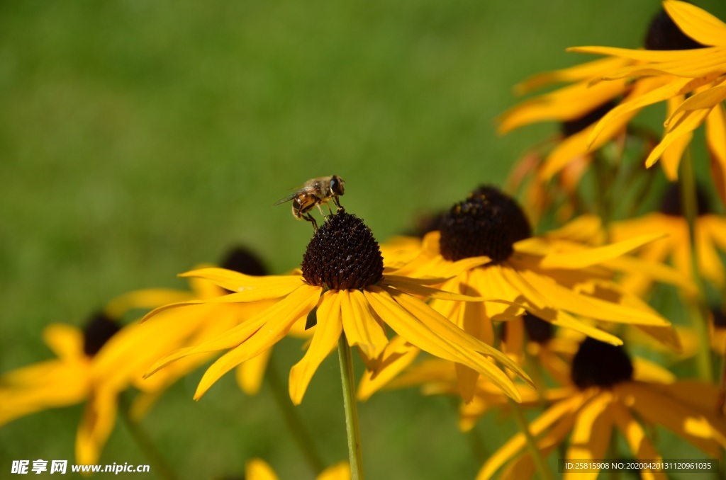 松果菊美丽图片