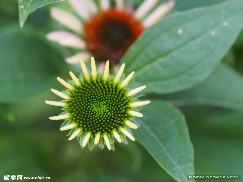 松果菊美丽图片