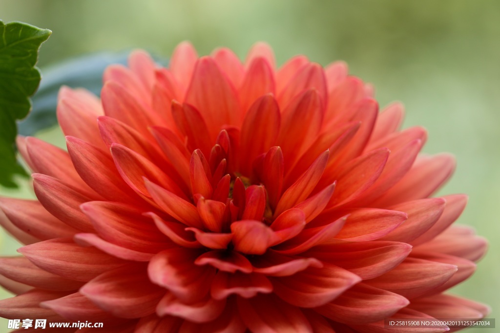 大丽花美丽图片