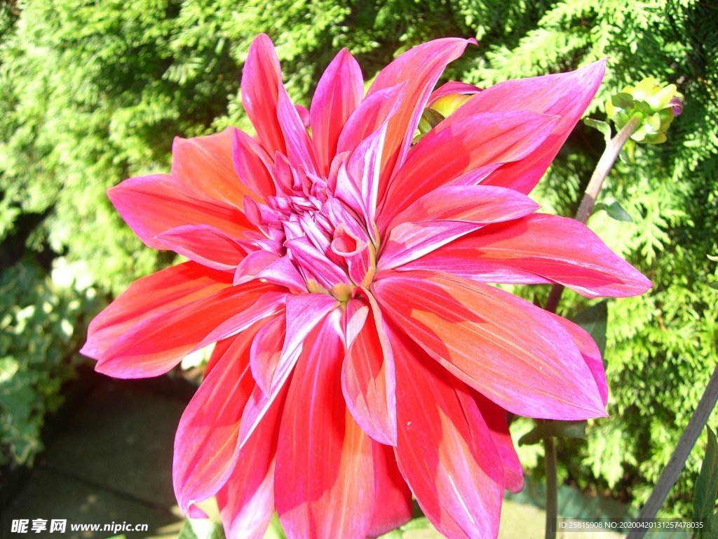 大丽花美丽图片