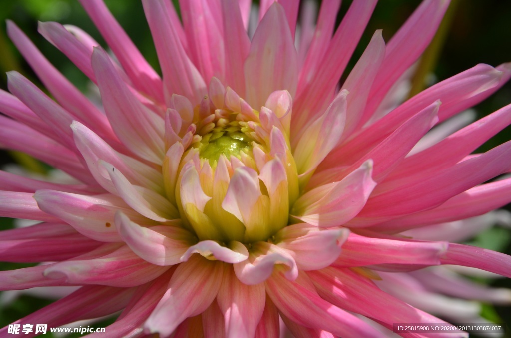 大丽花美丽图片