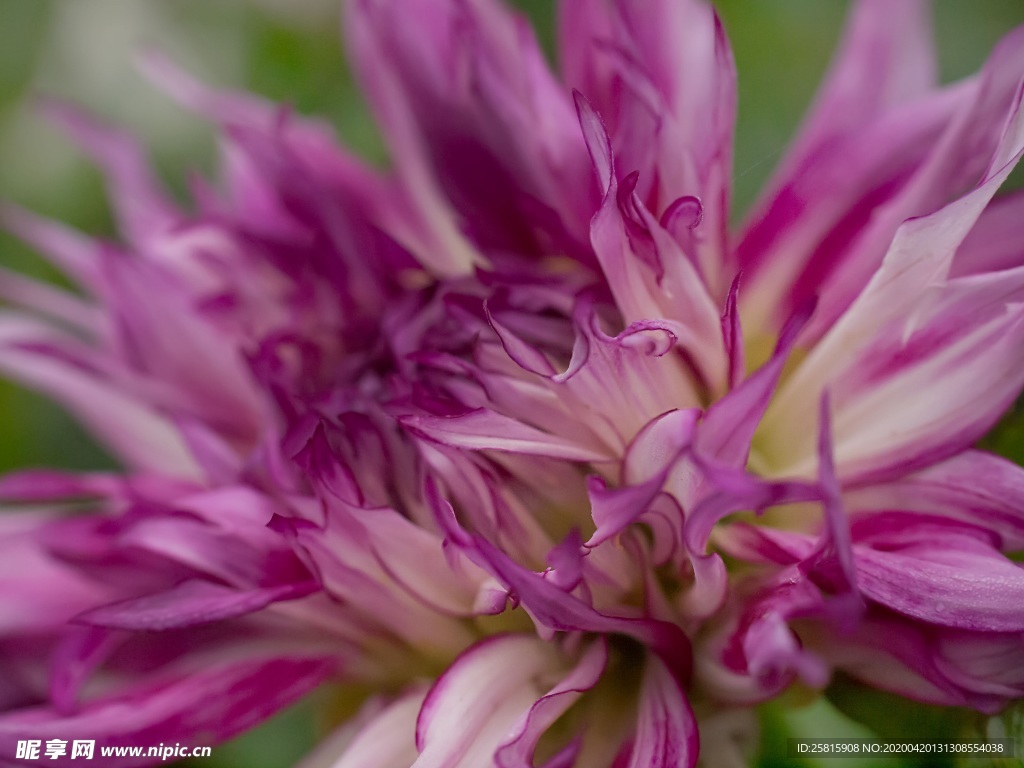 大丽花美丽图片