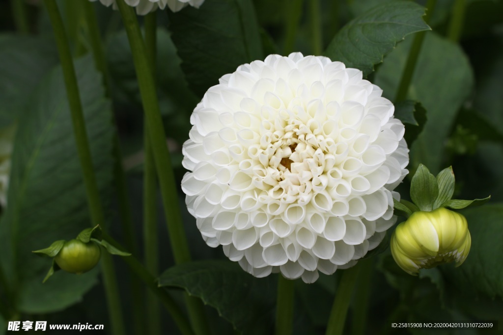 大丽花美丽图片