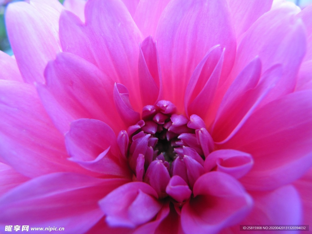 大丽花美丽图片