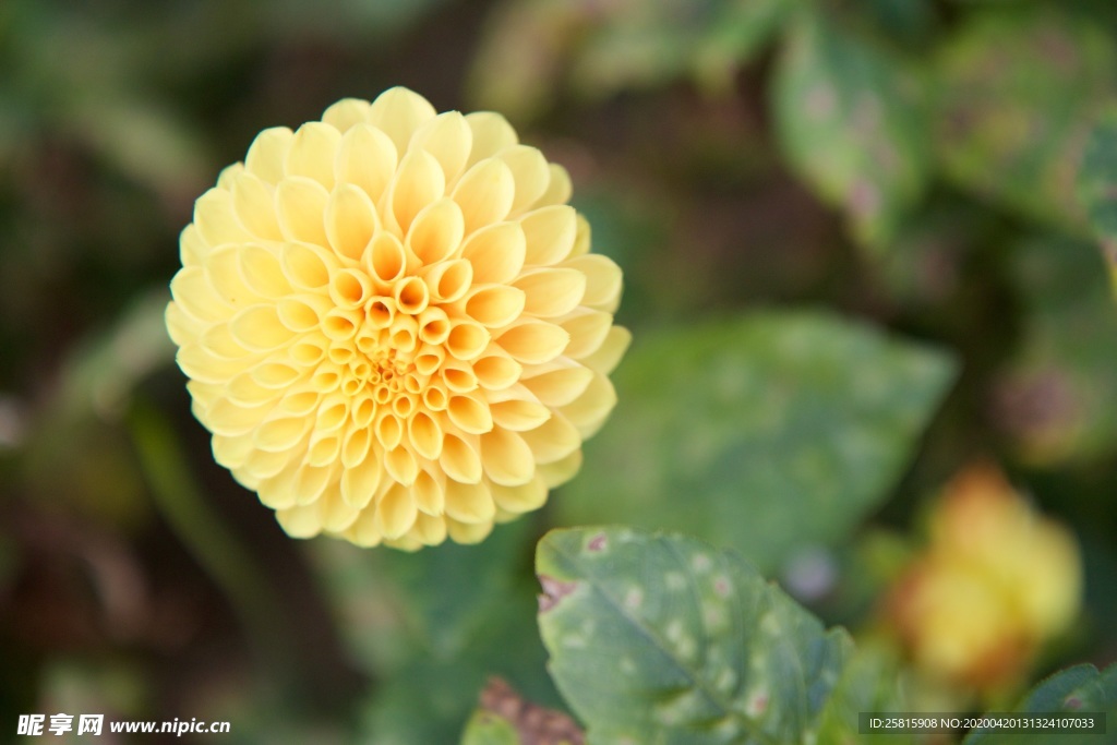 大丽花美丽图片