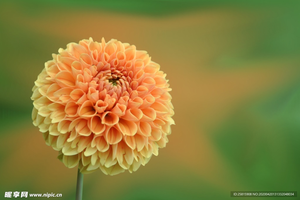 大丽花美丽图片