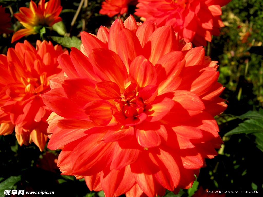 大丽花美丽图片