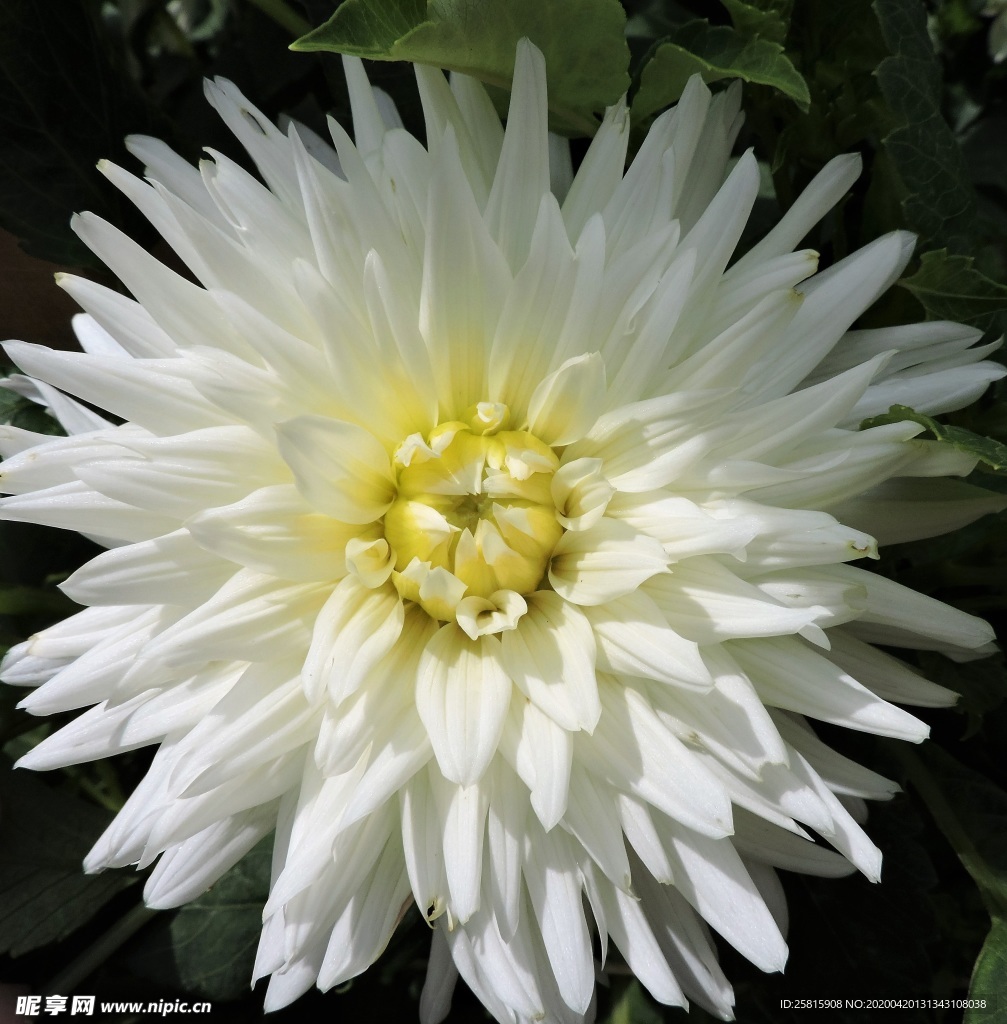 大丽花美丽图片