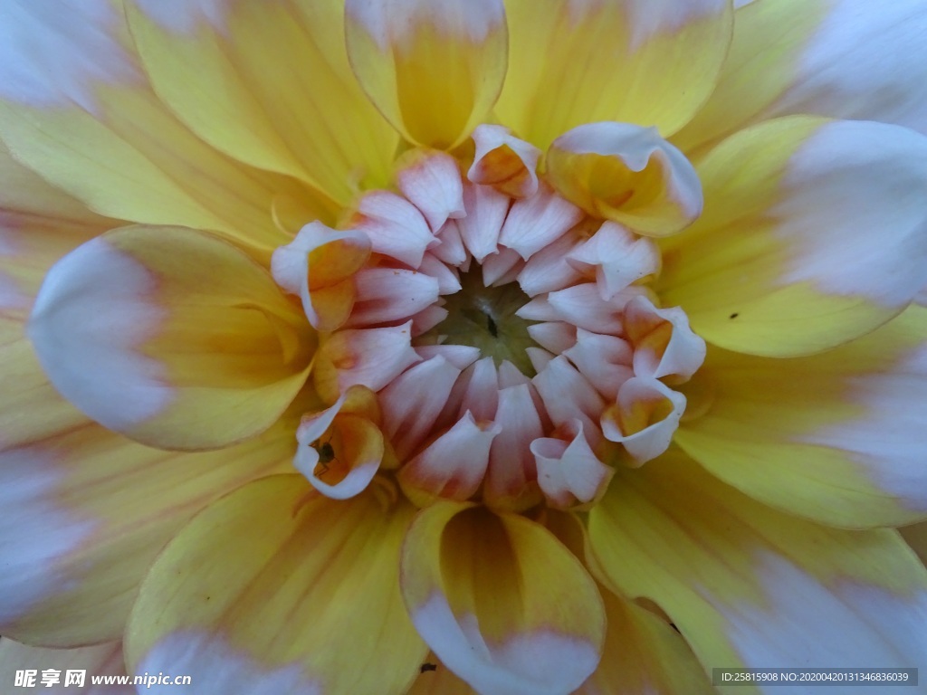 大丽花美丽图片