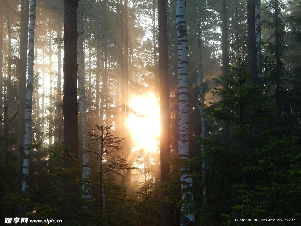 树林森林丛林树木图片