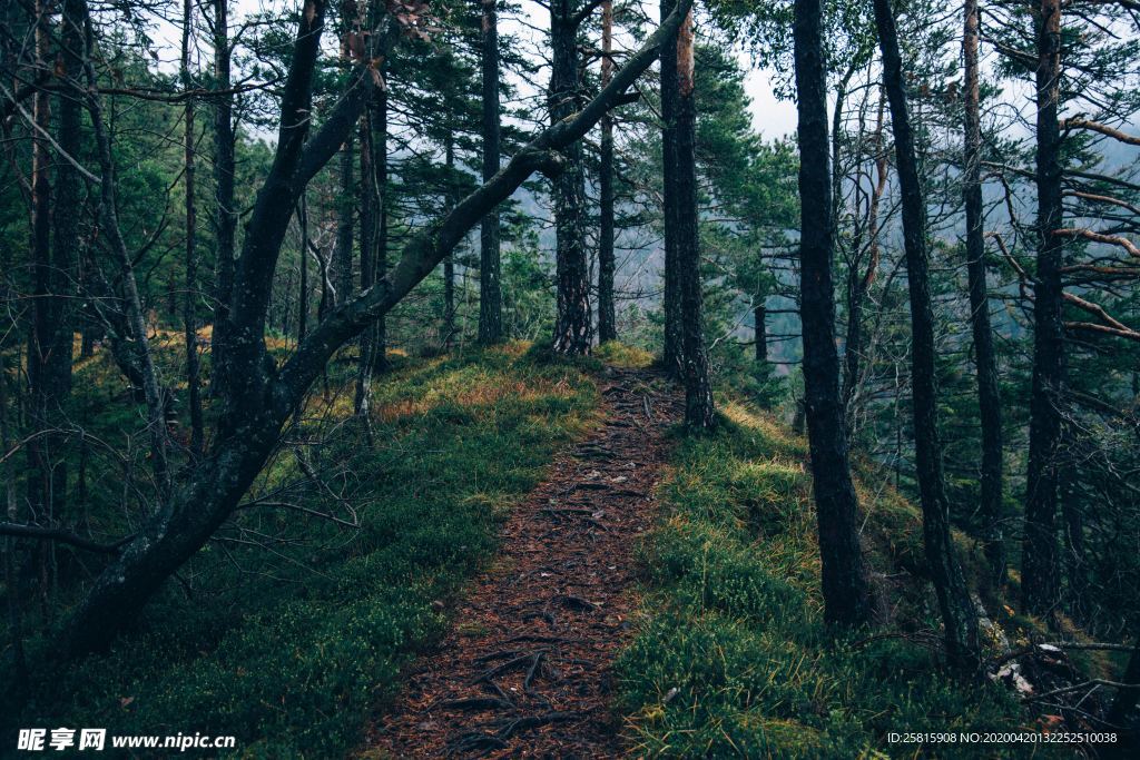 树林森林丛林树木图片