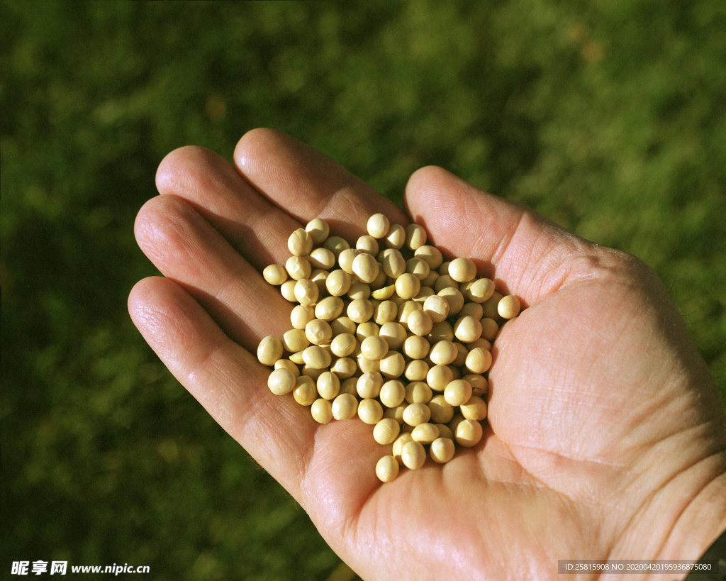 黄豆五谷杂粮图片