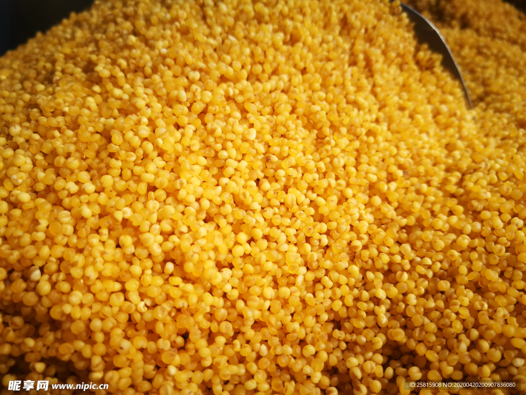 小米五谷杂粮图片