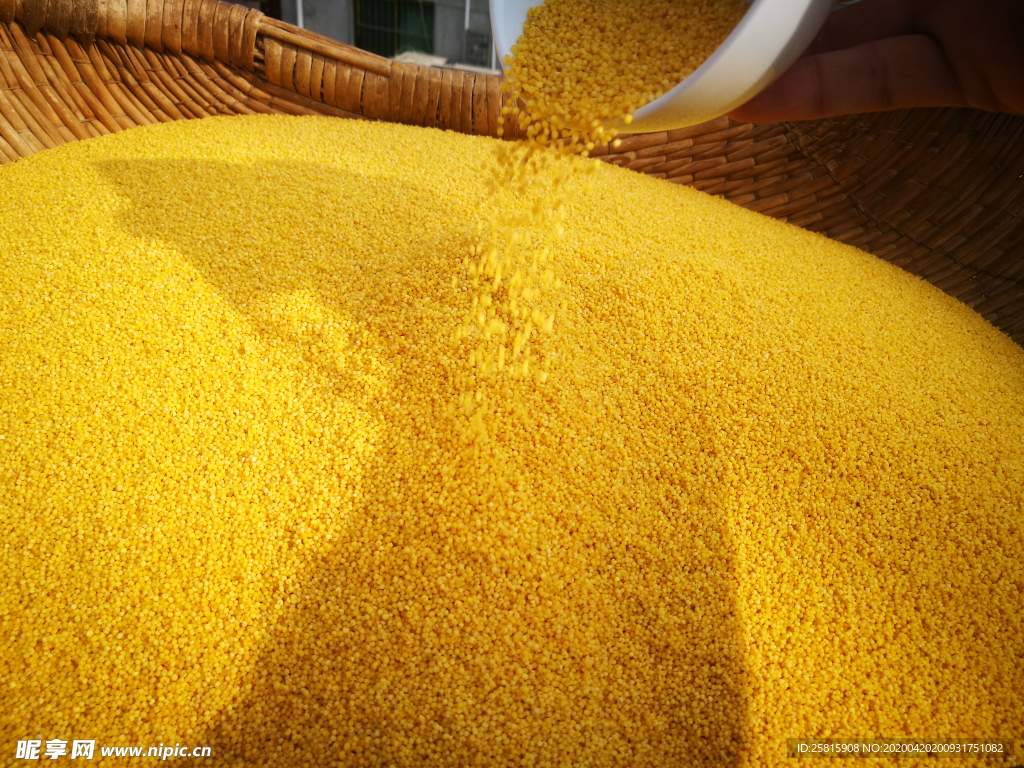 小米五谷杂粮图片