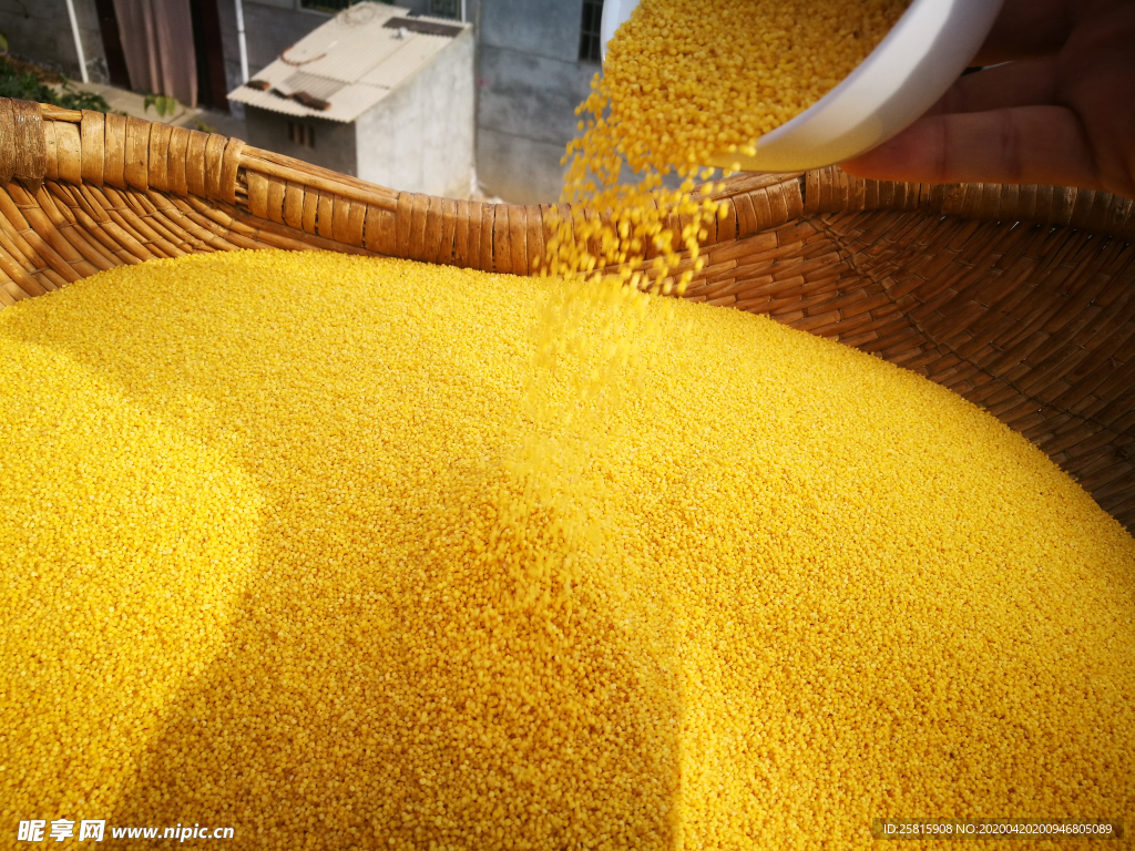 小米五谷杂粮图片