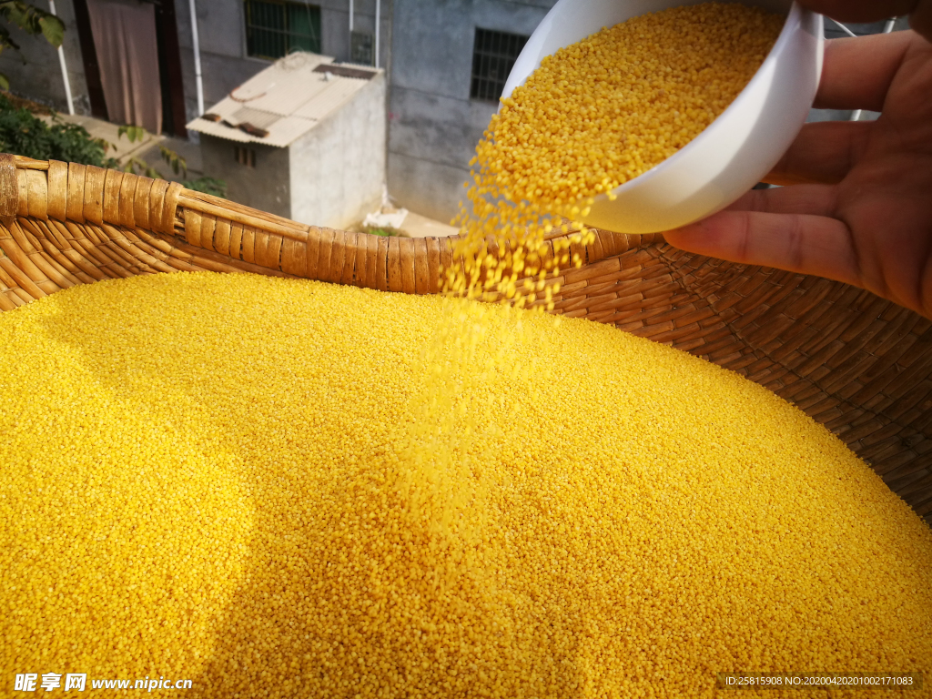 小米五谷杂粮图片