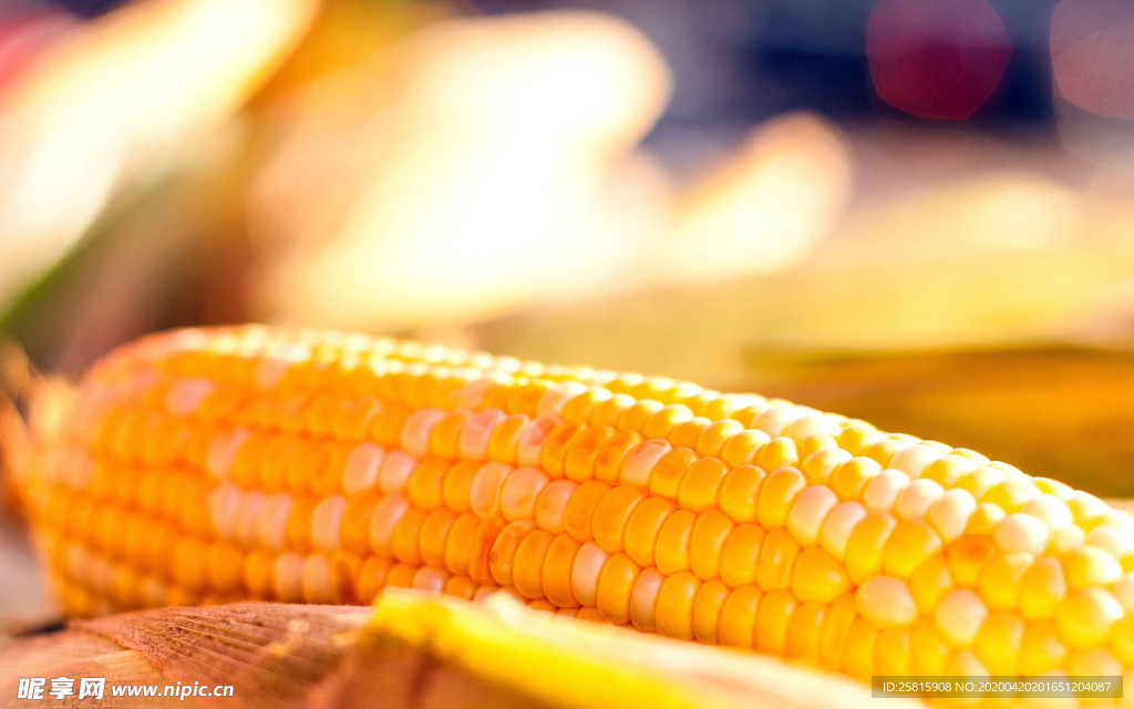 玉米五谷杂粮图片