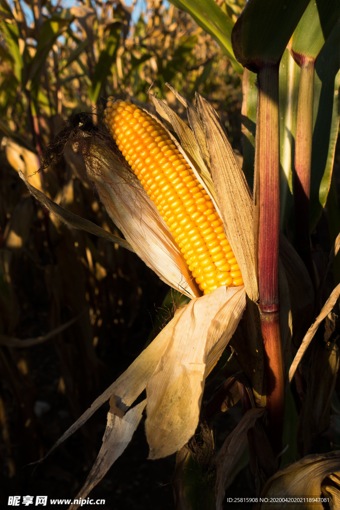 玉米五谷杂粮图片