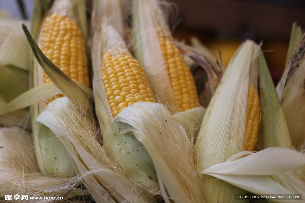 玉米五谷杂粮图片