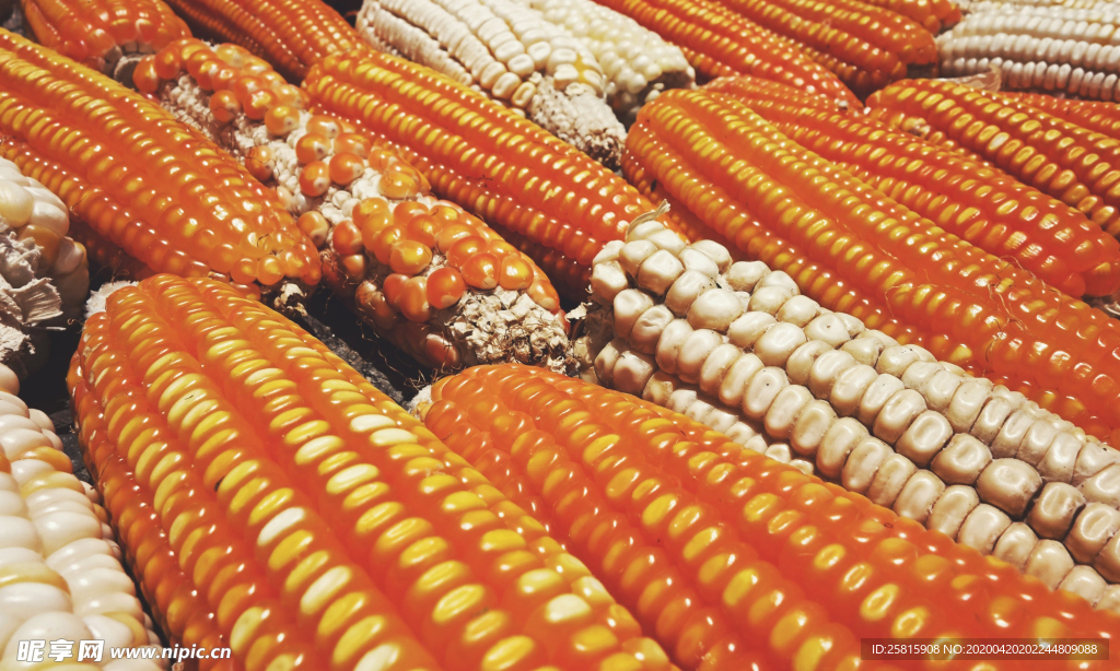 玉米五谷杂粮图片