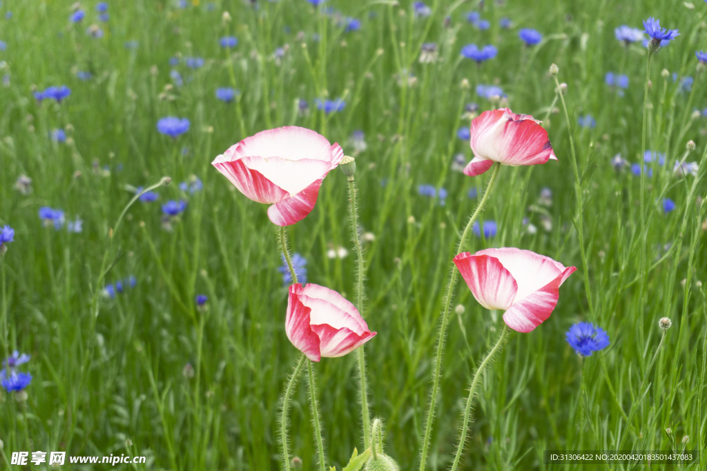 四朵红白凤尾花