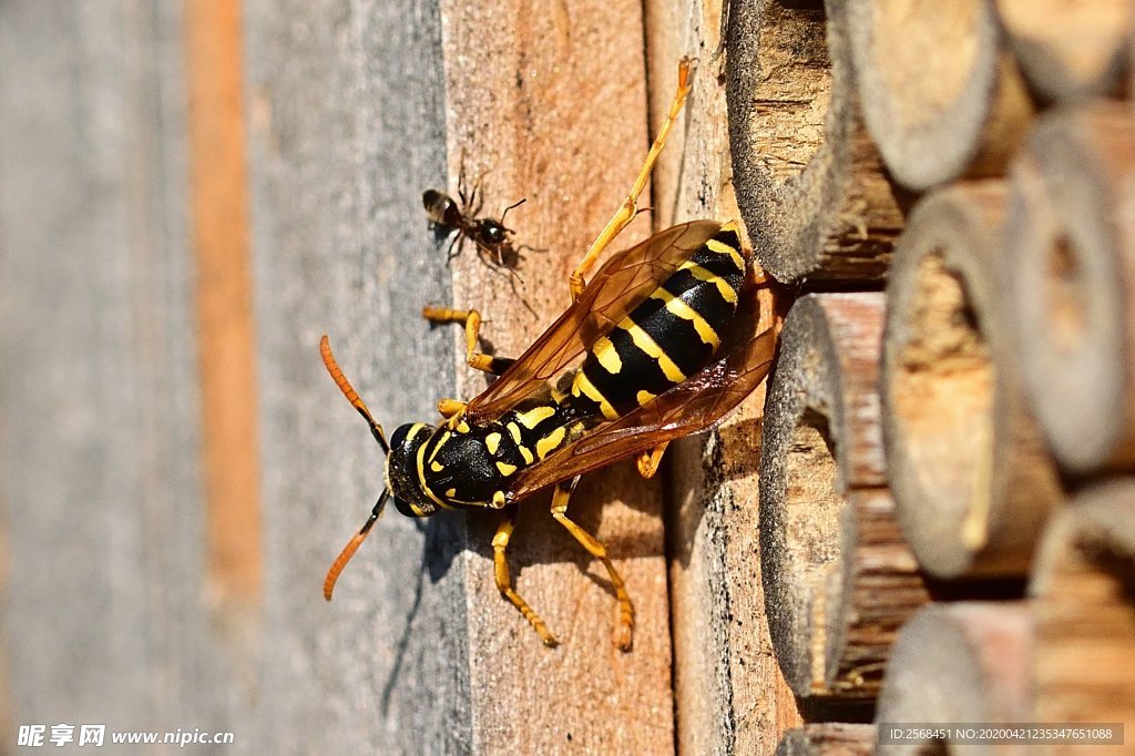 蚂蚁与蜜蜂的对话