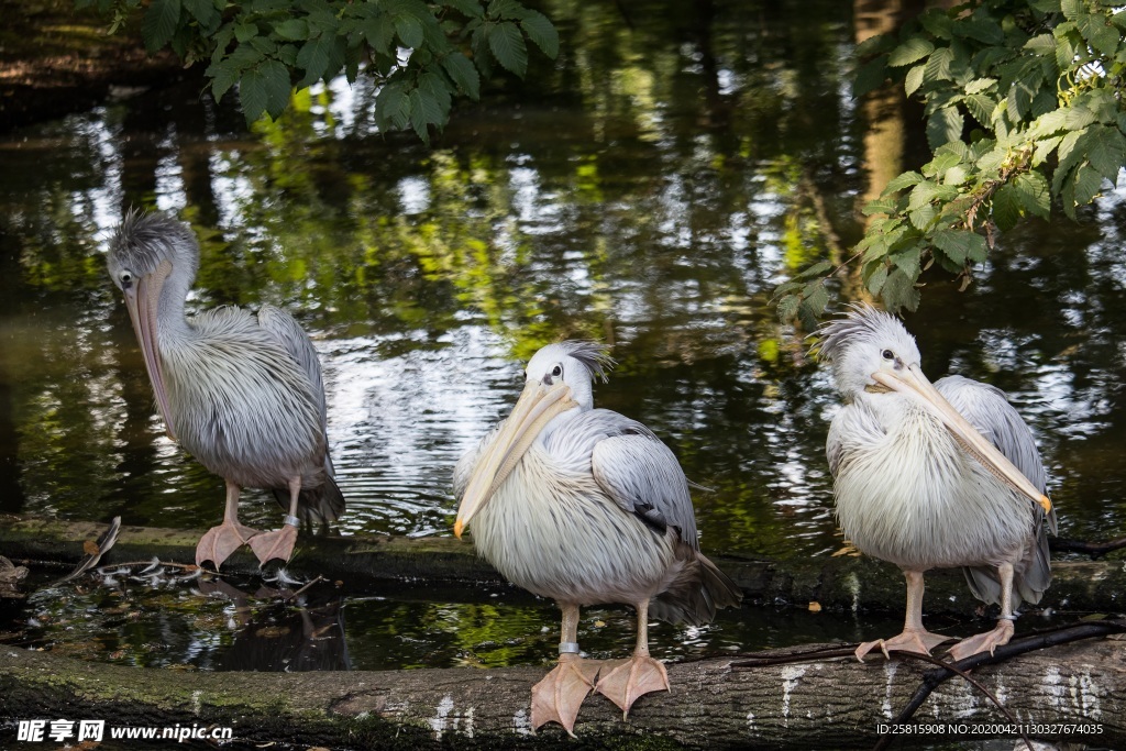 长嘴巴鹈鹕空山鸟语图片